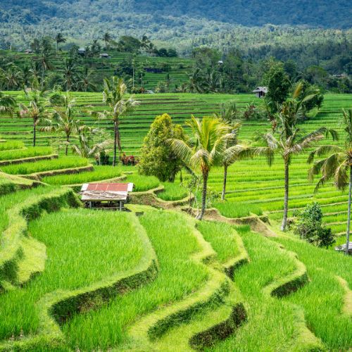 Jatiluwih Rice Terrace